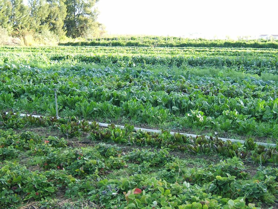 Organic farm