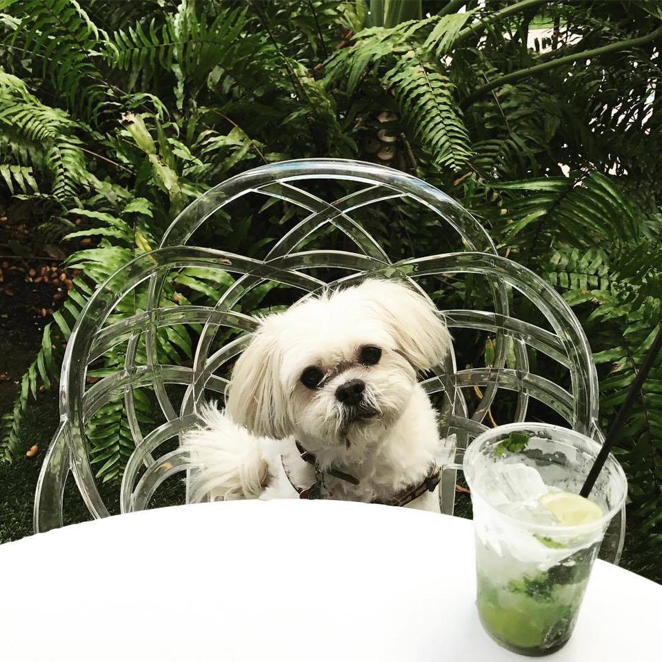 The Best PetFriendly Hotels In Orlando