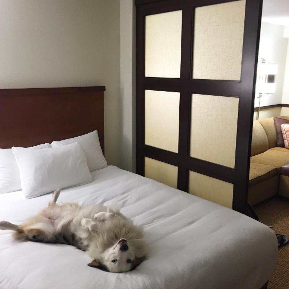 The Best PetFriendly Hotels In Orlando