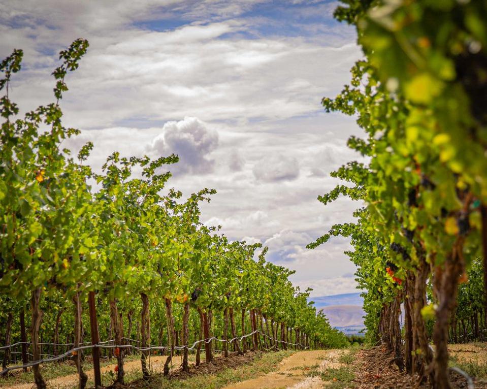 Scenic Zillah vineyard