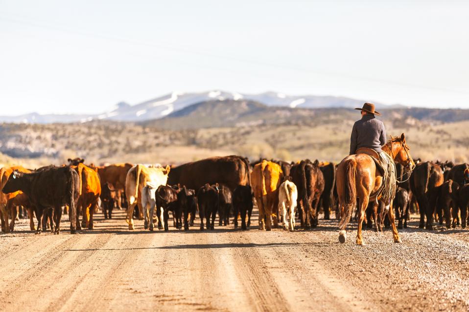 Cattle on the ranch