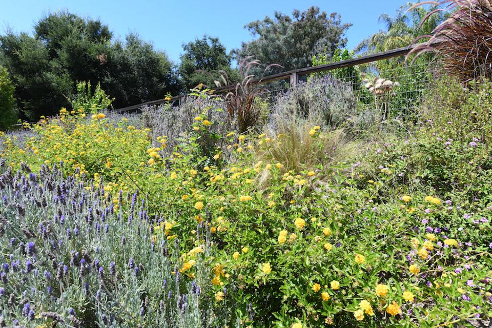 Wild lavender growing in the backyard.