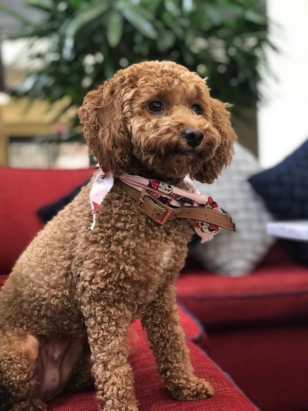 The Best PetFriendly Hotels In Houston