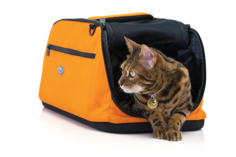 The Best Travel Gear For Cats