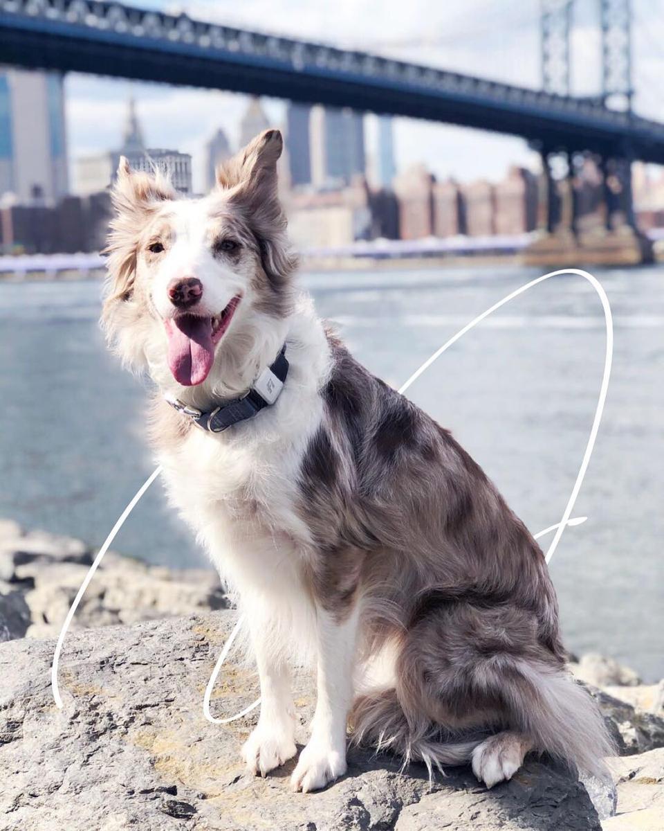 best pet tracker 2019