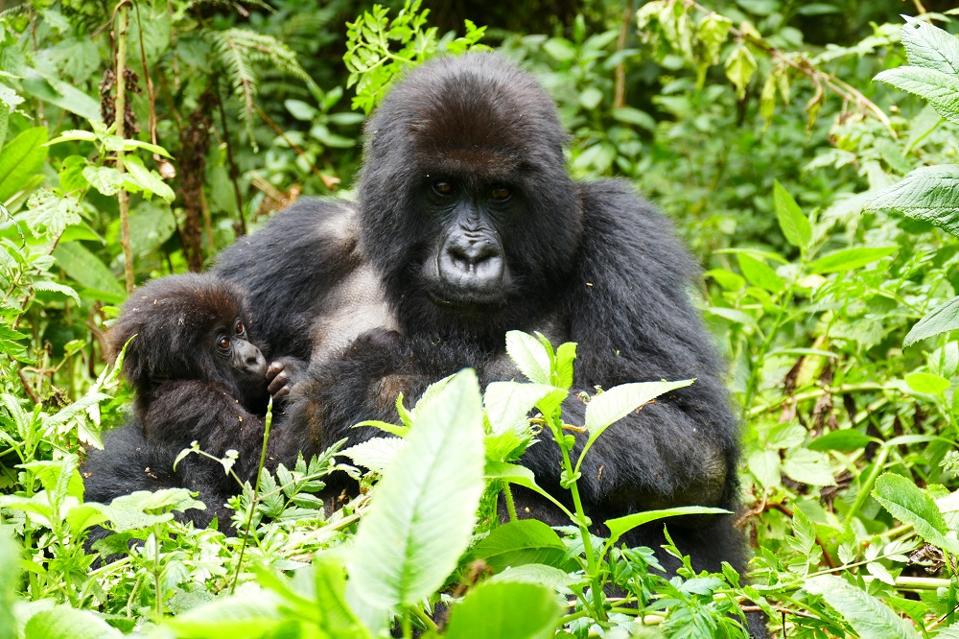 Gorillas in Rwanda
