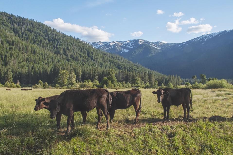 Four Wagyu cows on Genesee Valley Ranch