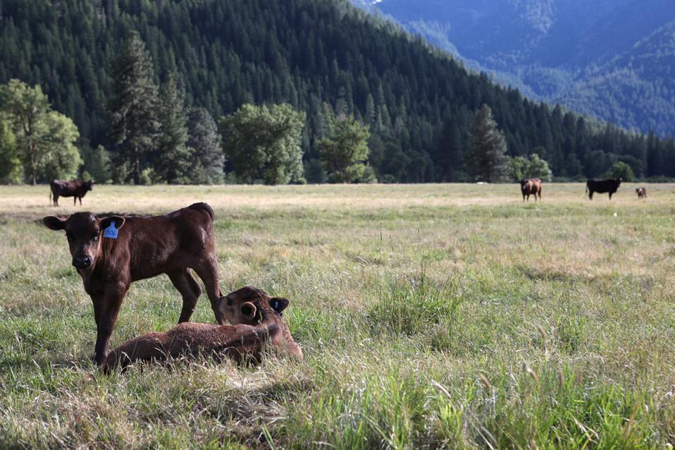 Genesee Valley Ranch