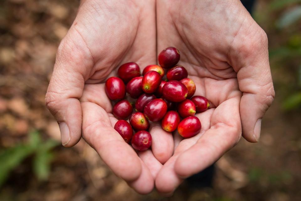 Coffee Cherries from Panama.