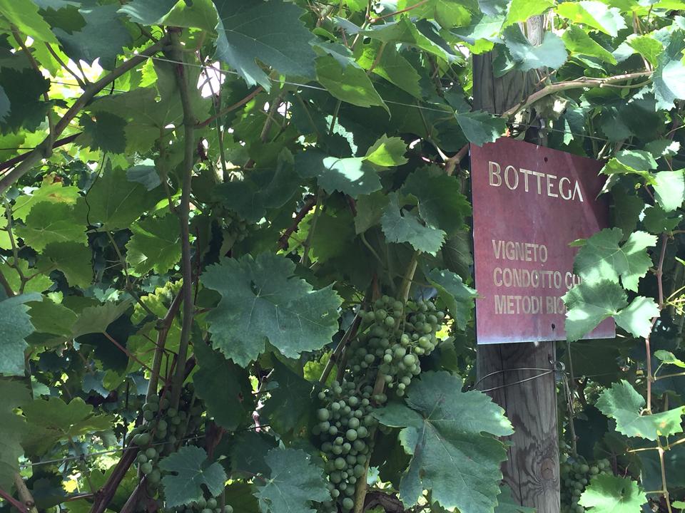 Bottega partners with the local enology school to monitor alternative varieties.