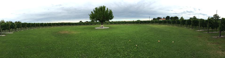 In Prosecco DOC, I Magredi is working toward a zero carbon footprint by this year.