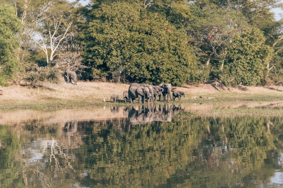 Malawi - A group of elephants drinking water on the Shire River