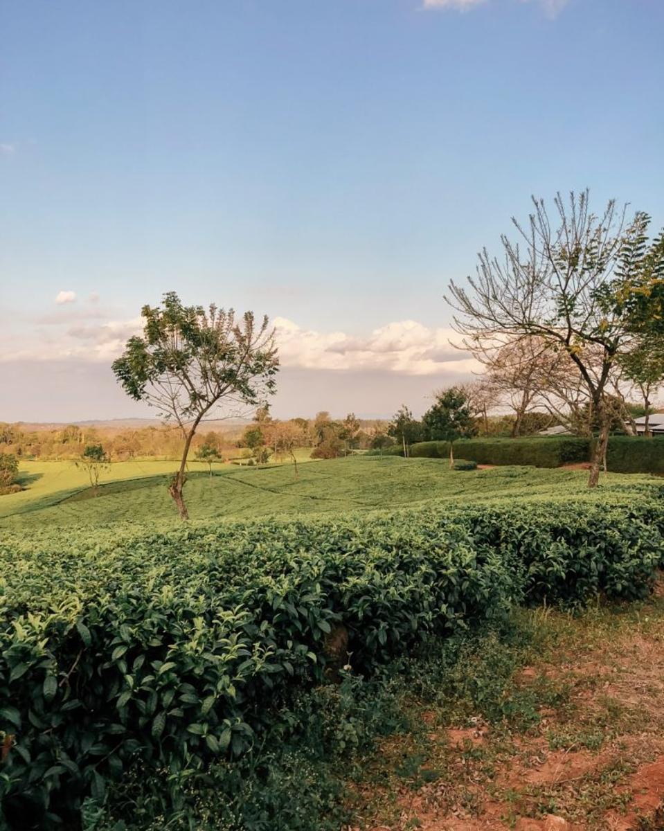 Malawi - View of the Satemwa Tea Estate fields