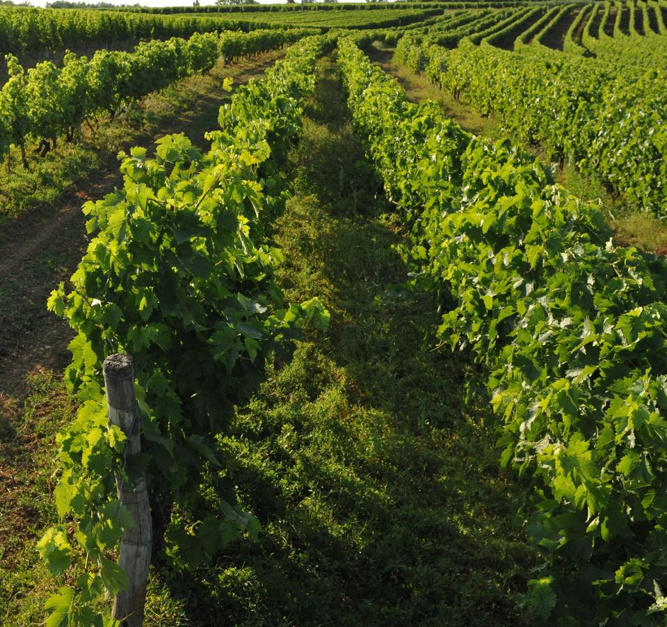 The town of Cognac is surrounded by vineyards that grow grapes for the Cognac industry