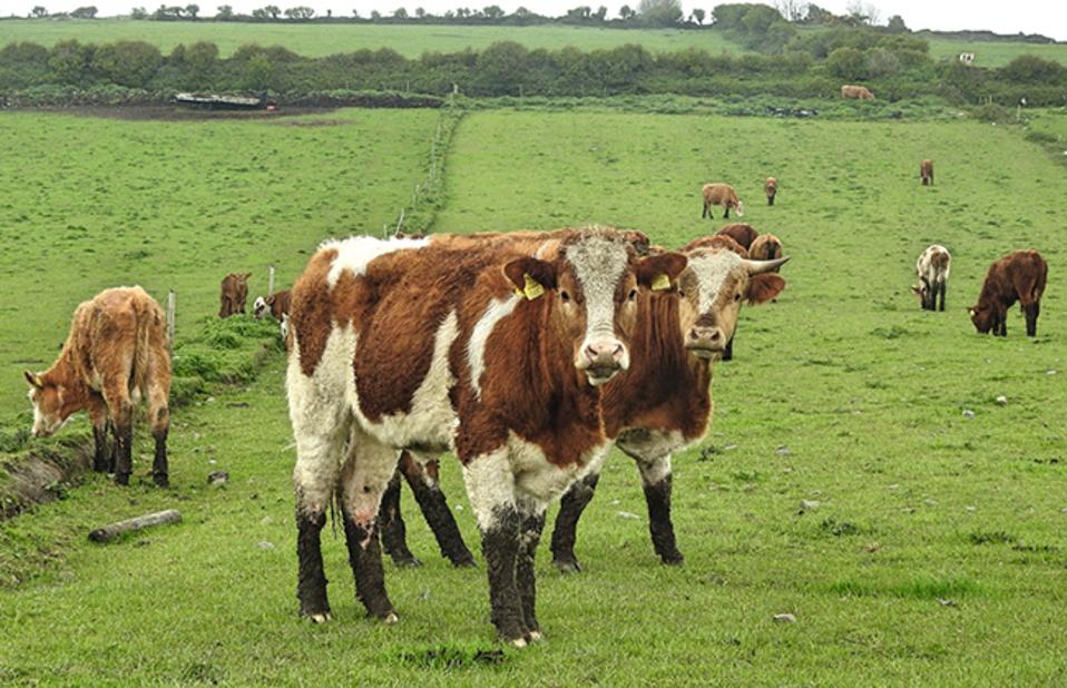 Cattle in Ireland
