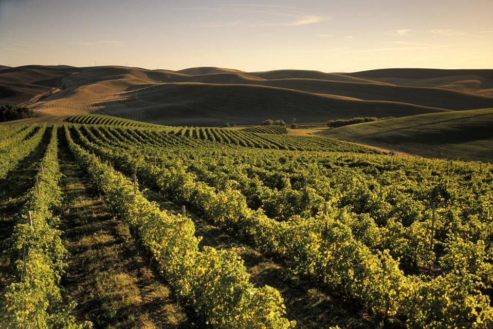 Spring Valley Vineyards, Walla Walla, Washington