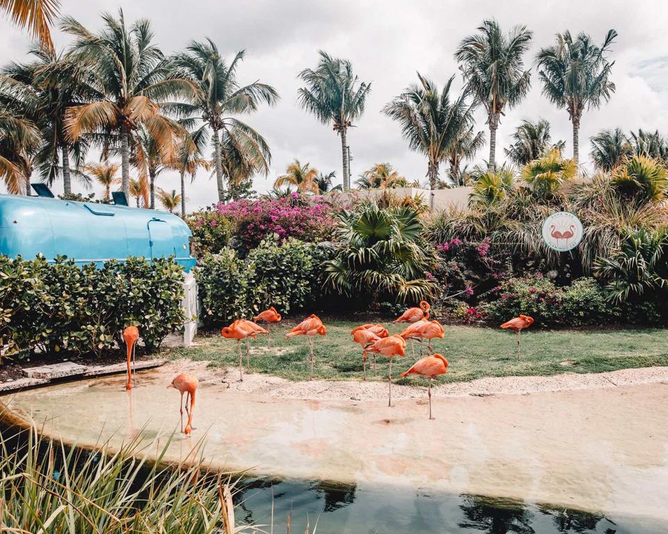 Flamingos on the beach at Baha Mar