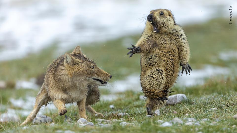 Wildlife Photographer Of The Year: 20 Outstanding 2019 Winning Images