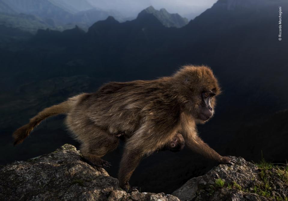 Wildlife Photographer Of The Year 20 Outstanding 2019 Winning Images Images, Photos, Reviews