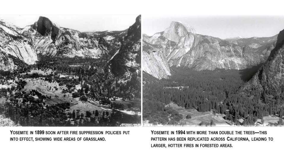 Tree density in Yosemite has more than doubled over the past 100 years.