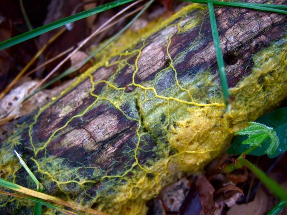 Physarum polycephalum plasmodium, la gota, moho limo