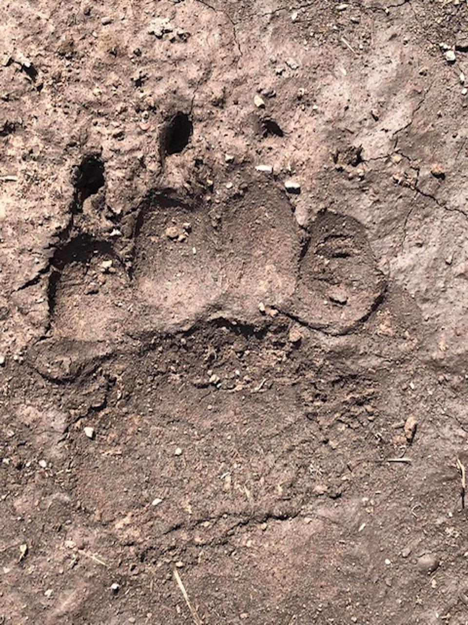 Grizzly Track