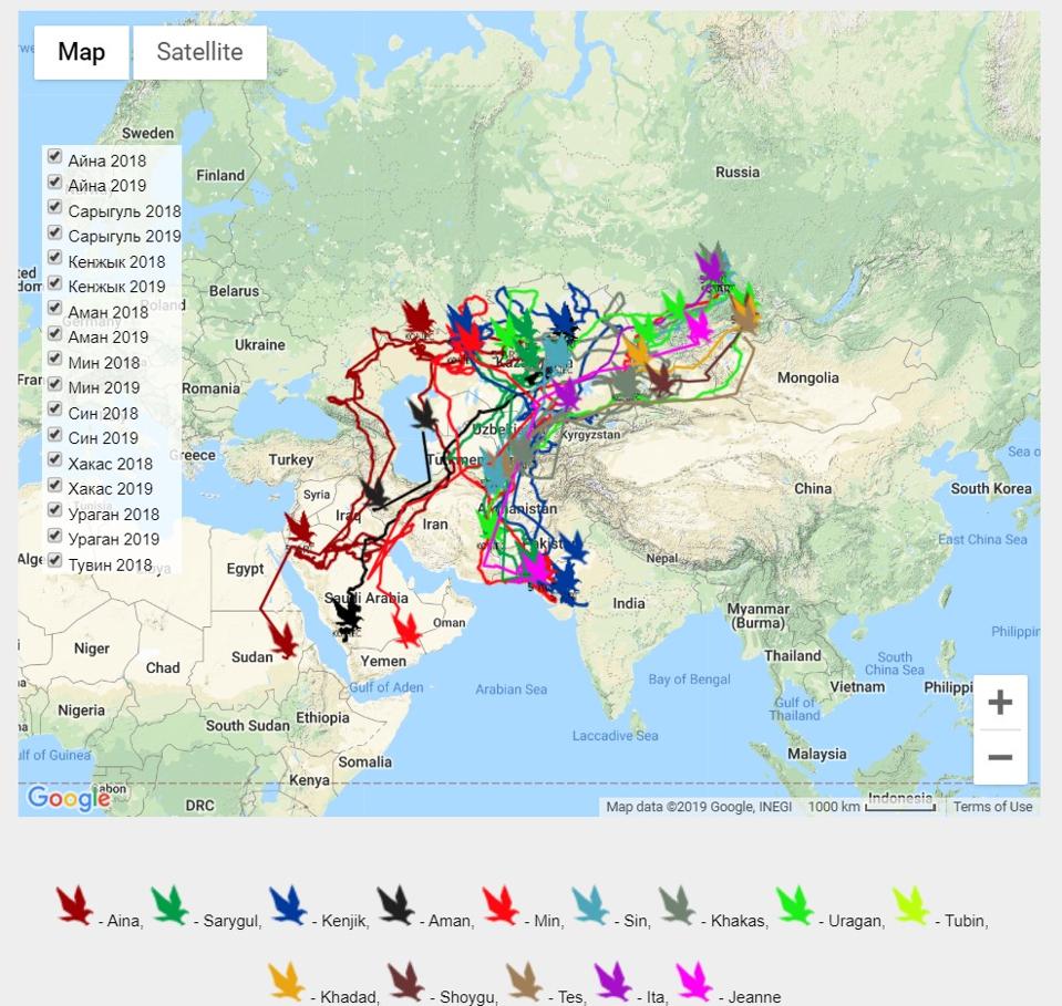 Migrating Eagles Racked Up A Huge Roaming Sms Bill For Researchers