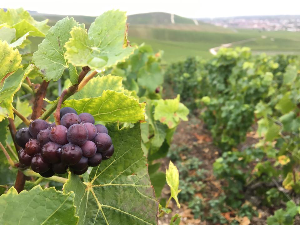 Pinot Noir grape in Champagne at Maison Henri Giraud