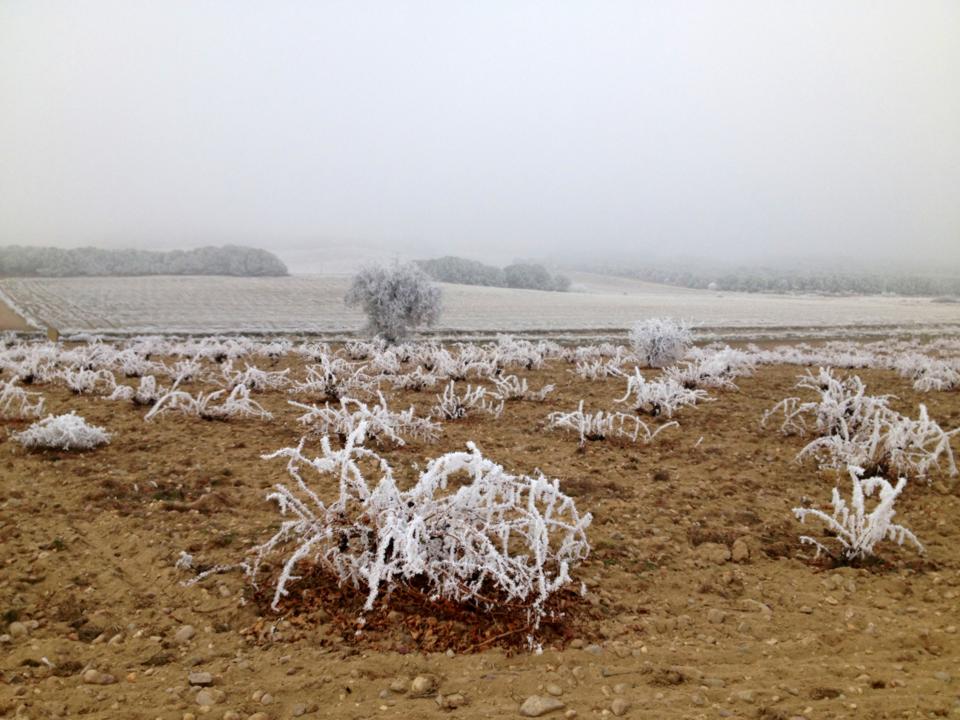 What Does Wine Made From Some Of The World S Oldest Grapevines Taste Like