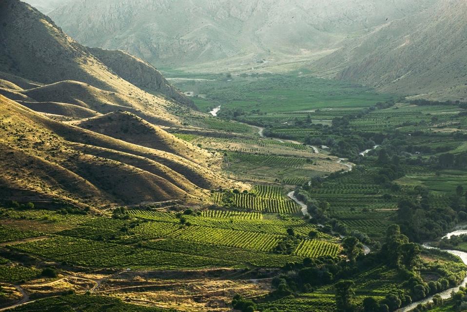 Vineyards in Armenia
