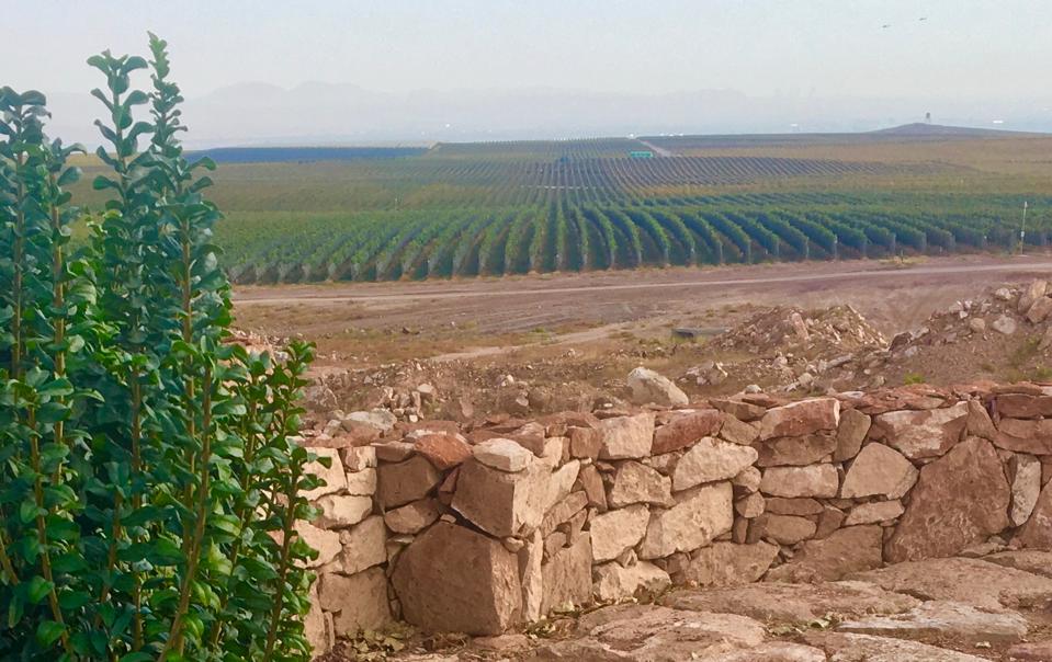 Vineyards at Karas Wines