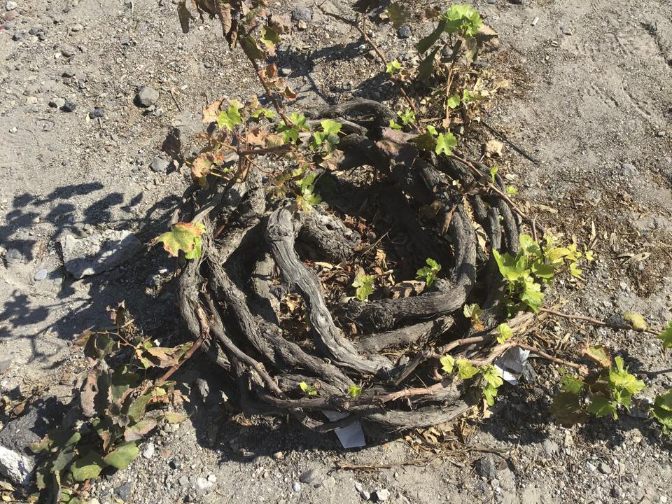 An ancient grape vine on Santorini. Each ring represents 10 years of growth