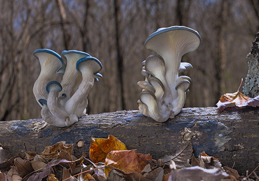 Dazzling Film ‘Fantastic Fungi’ Shows The Magic Of Mushrooms With An Expanding Theatrical Release 1 Fantastic Fungi