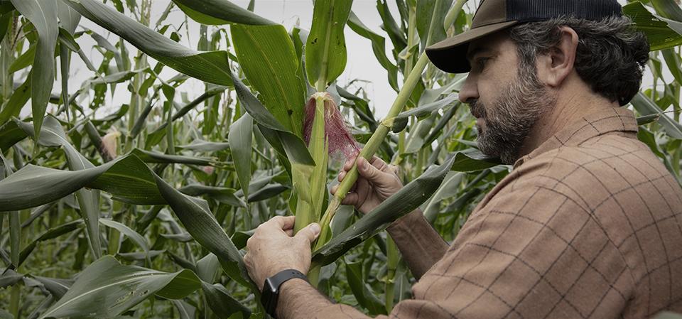 bayer global 2