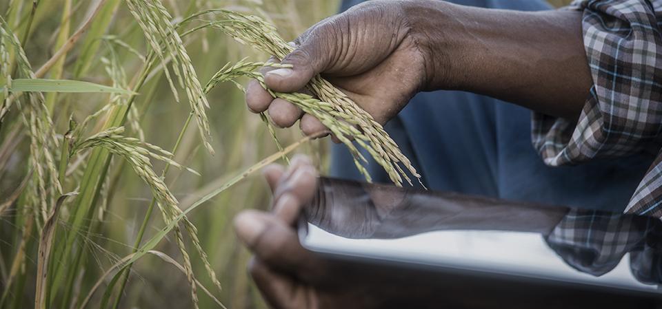 bayer global 5