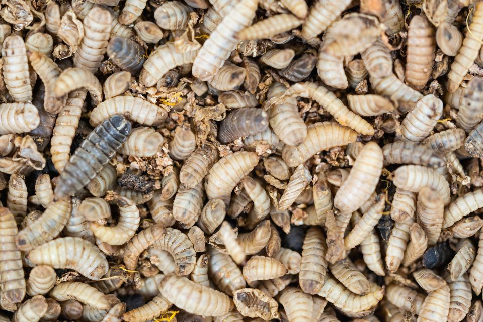 Black Soldier Flies Are The New Superstars Of Sustainable Aquaculture