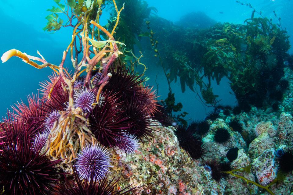 Sea lions and urchins on kelp