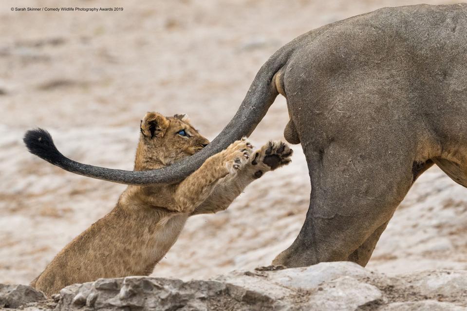 Comical Wild Animals The Winners Of Comedy Wildlife Photography