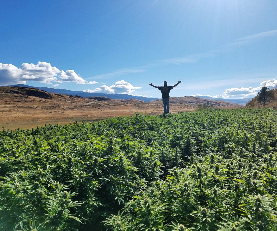Pickens Mountain grow