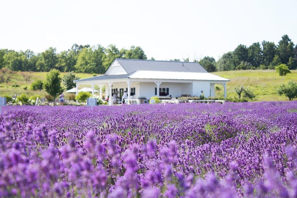 Discover A ‘Secret Garden’ Distillery At Michigan Winery