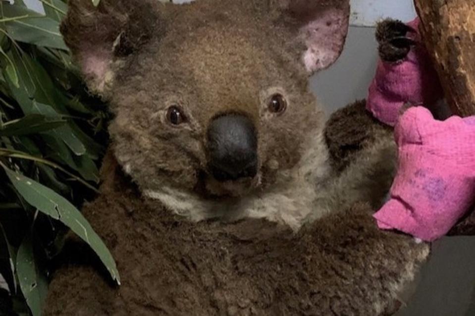 Fires May Have Killed Up To 1 000 Koalas Fueling Concerns Over