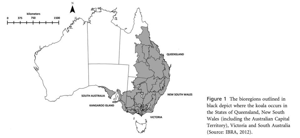 Fires May Have Killed Up To 1 000 Koalas Fueling Concerns Over The Future Of The Species