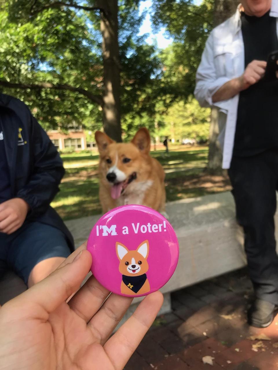 A corgi stands on a park bench with a pink ″I'm a voter″ pin.
