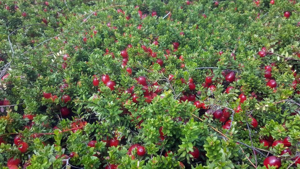 This New Jersey Family Has Been Growing Cranberries Since The 1800s