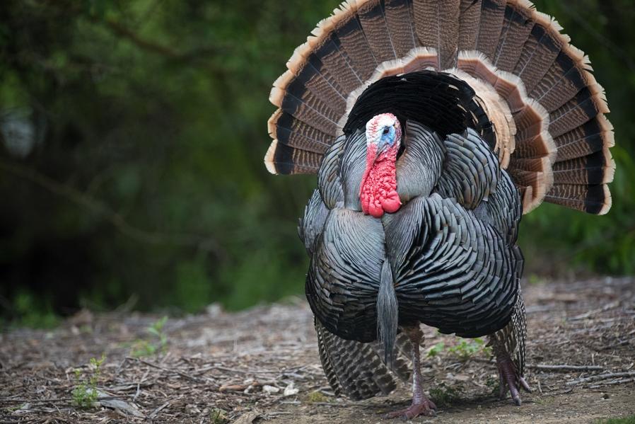 Don't Stuff Your Portfolio With These Turkeys