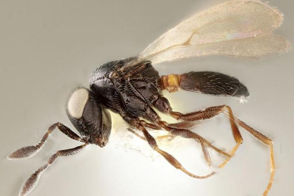 Color photo of a female wasp on a gray background.