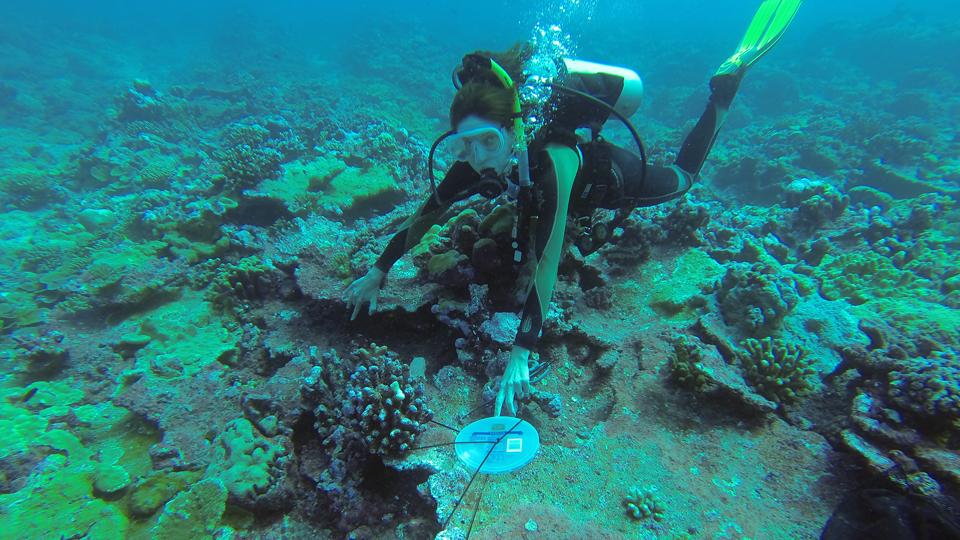 corals