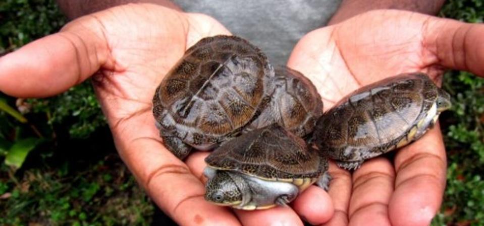 Five-month-old Adanson's mud turtles (Pelusios adansonii) born in captivity in 2014.