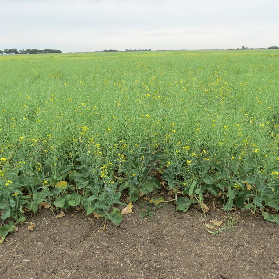 canola gmo genetic engineering yield10