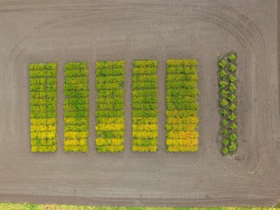 camelina oil seed yield10 gmo genetic engineering farming agriculture